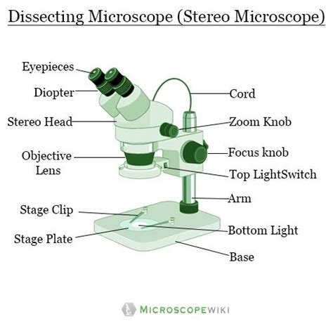 dissecting microscope|dissecting microscope parts and functions.